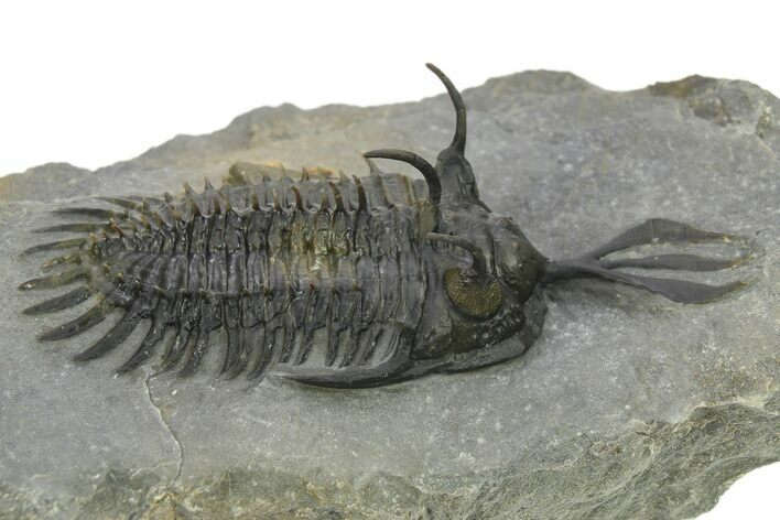 Short Trident Walliserops Trilobite - Timrzit, Morocco #273888